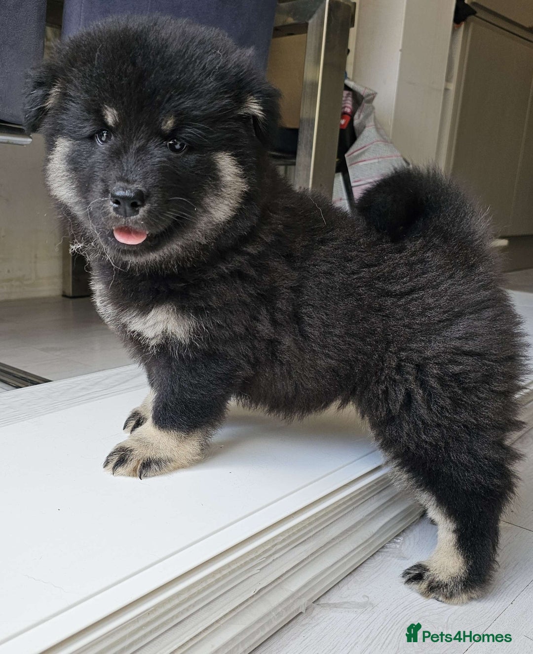 Eurasier dogs for sale: Eurasier Puppies KC Registered in Northampton - Image 12