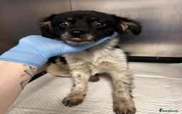 Mixed Breed dogs for adoption: Teddy is looking for a home! - Image 3
