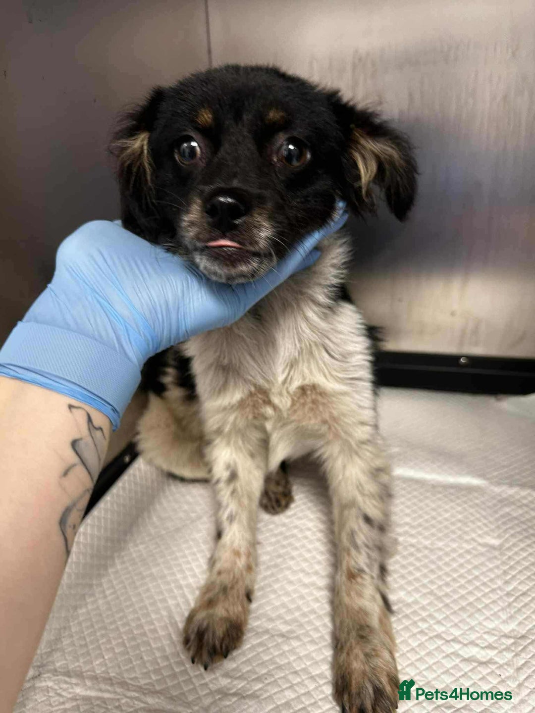 Mixed Breed dogs for adoption: Teddy is looking for a home! - Image 3