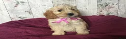 Cavapoo dogs for sale: Adorable Cockalierpoo pups ( so cute) - Advert 31