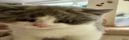 British Shorthair cats for sale: 🐾 Beautiful Blue & White BSH Boys 🐾 - Advert 1