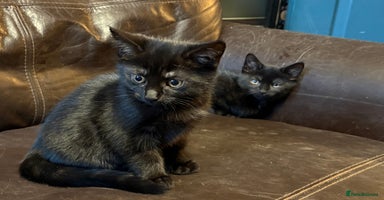 Mixed Breed cats - Advert 6