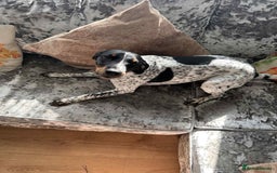 Mixed Breed dogs for sale: Cockajack for responsible rehoming  - Image 1