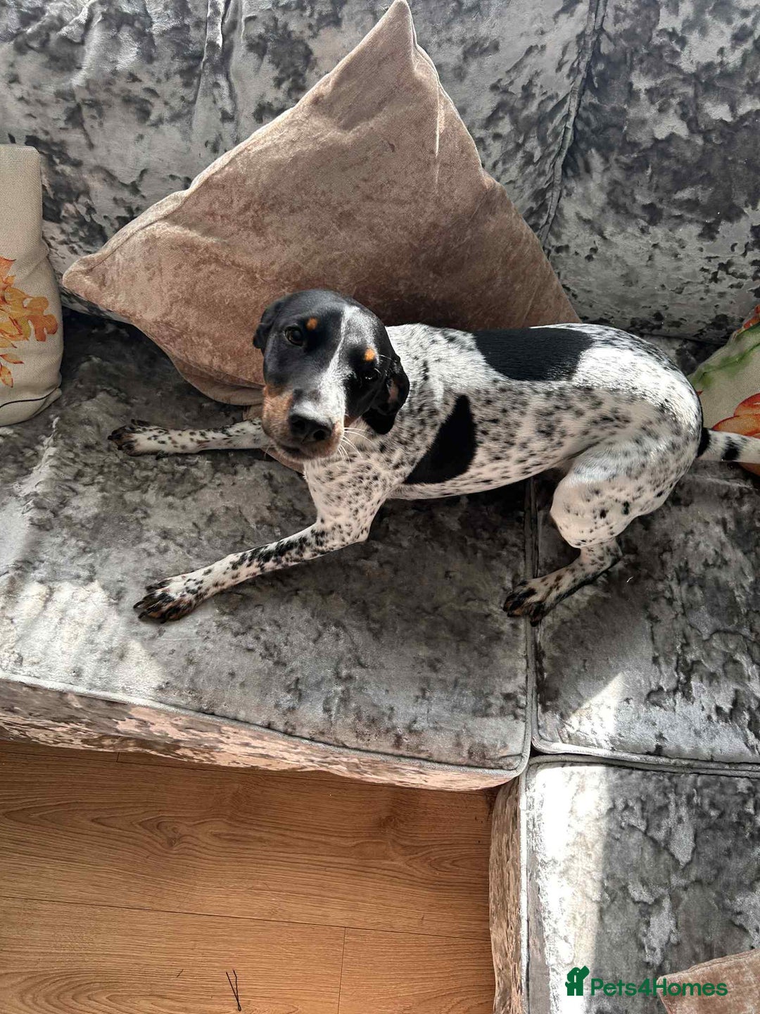 Mixed Breed dogs for sale: Cockajack for responsible rehoming  - Image 1