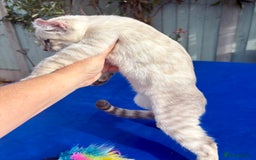 Bengal cats for sale: Gob smacking rare kittens  - Image 3