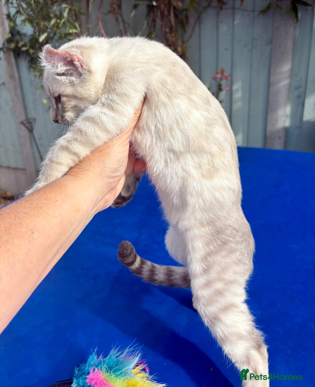 Bengal cats for sale: Gob smacking rare kittens  - Image 3