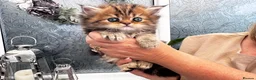 Persian cats for sale: Full Persian Kittens  in Arundel - Advert 27