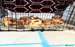 Cavapoo dogs for sale: Cavapoo pups  - Image 13