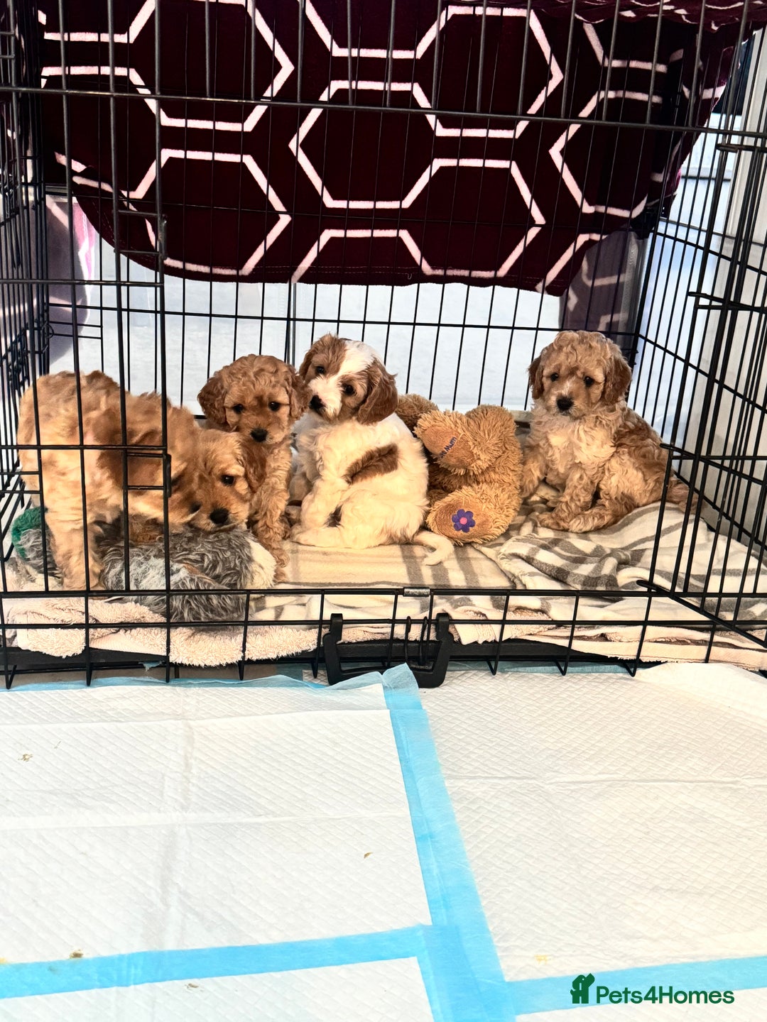 Cavapoo dogs for sale: Cavapoo pups  - Image 13