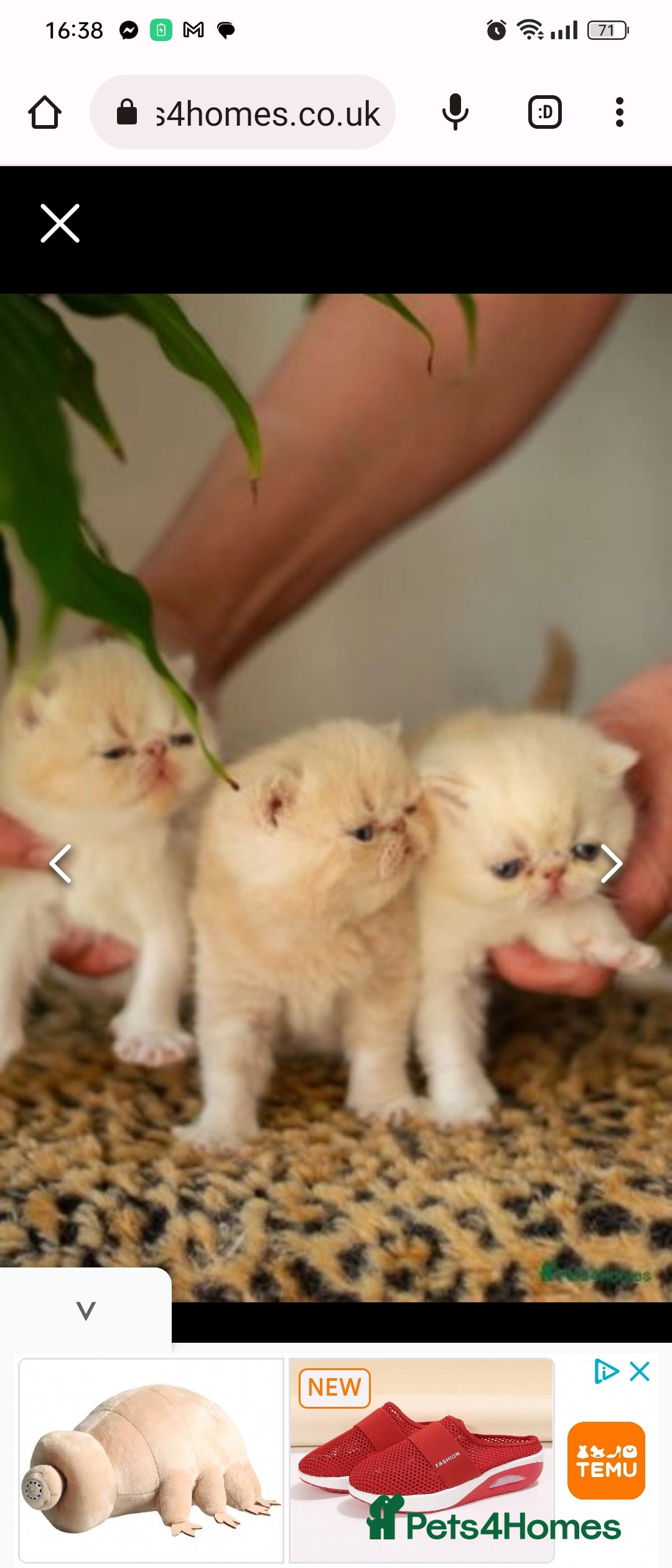 Exotic cats for stud: STUNNING EXOTIC STUD  in Barnsley - Advert 9