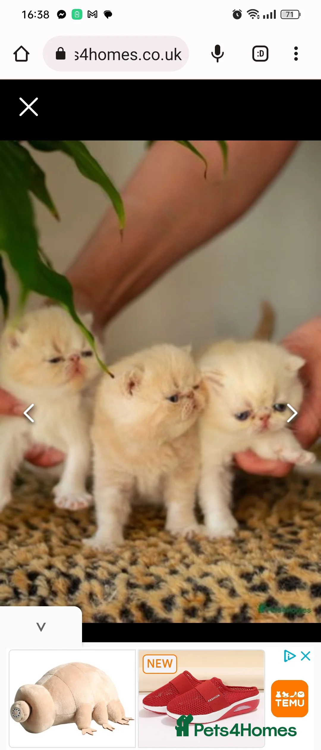 Exotic cats for stud: STUNNING EXOTIC STUD  in Barnsley - Advert 9