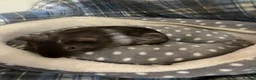 Guinea Pig rodents for sale: Lots of lovely baby girls and boys - Advert 2