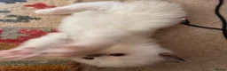 Ragdoll cats for sale: TICA registered Ragdoll Kittens - seal/blue point - Advert 15
