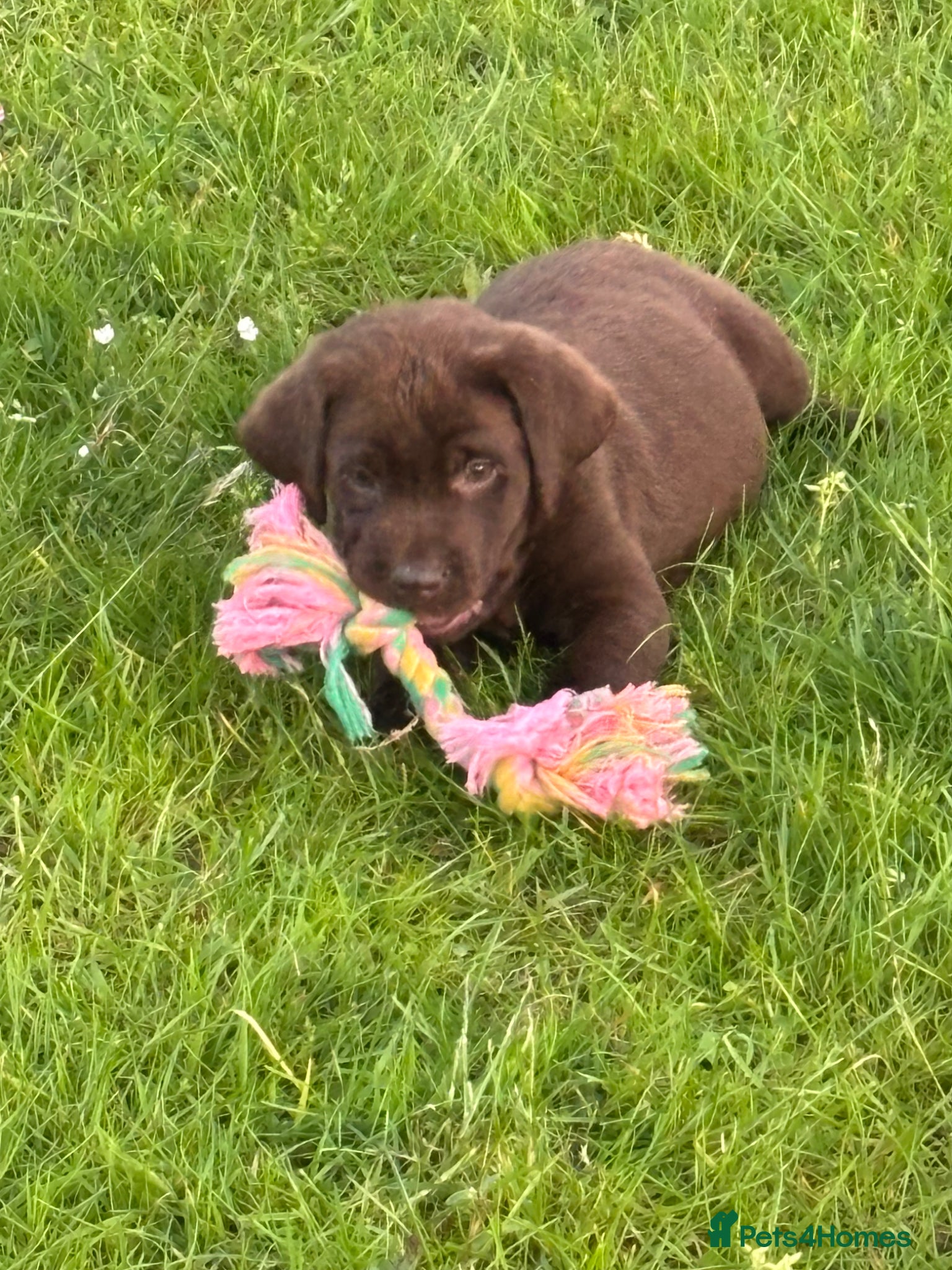 Labrador Retriever dogs Chocolate Labradors  - Advert 2