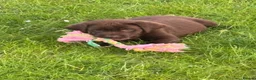 Labrador Retriever dogs for sale: Chocolate Labradors  - Advert 1