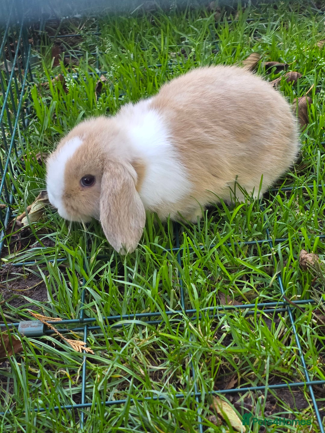 Mini Lop rabbits for sale: Beautiful mini x lion lop bunnies available now - Advert 2