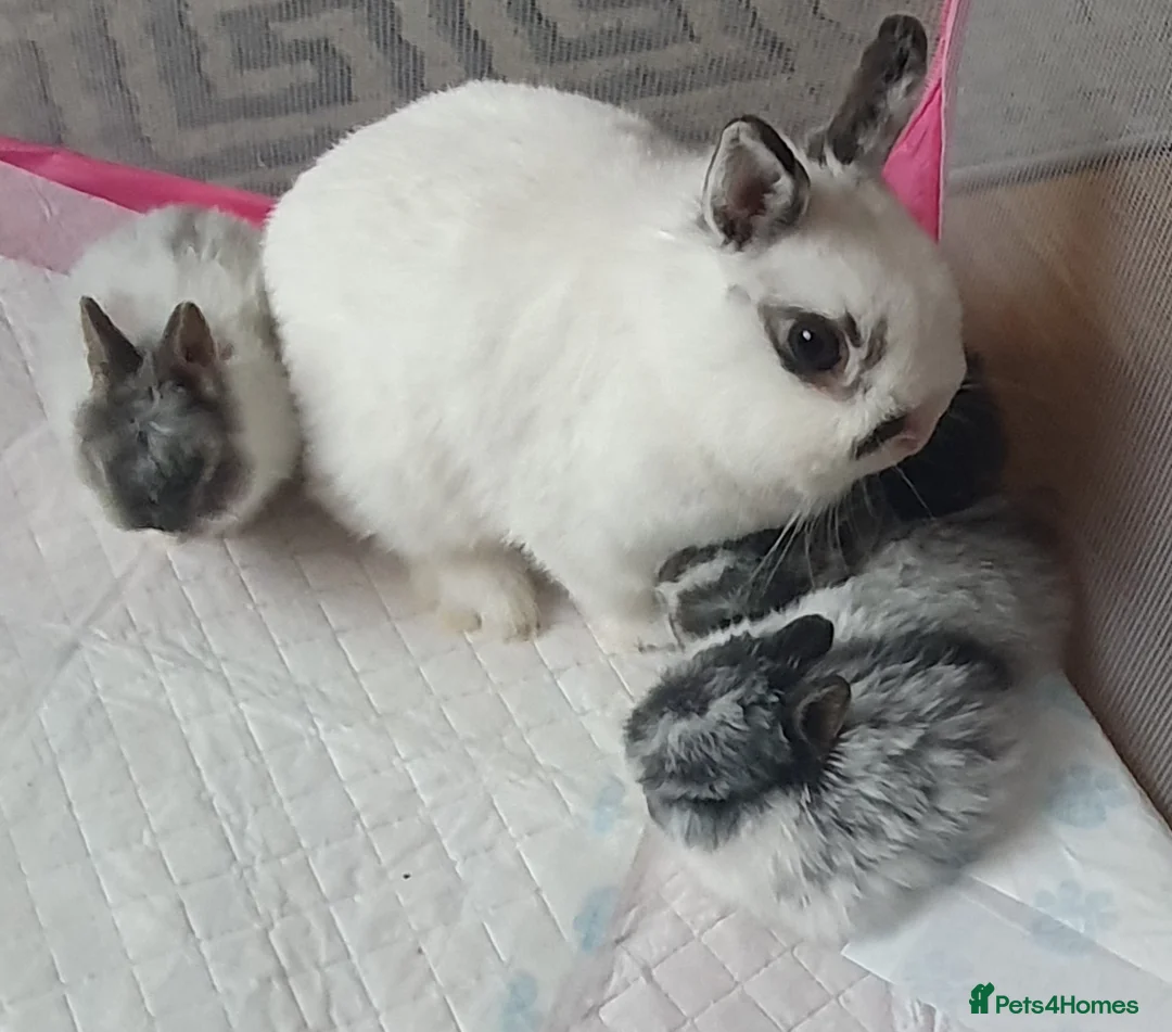Netherland Dwarf rabbits for sale: 4 Beautiful Netherland Dwarf Buns in Pinner - Advert 10