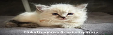 TINKSTINYPAWS SEASHELLSPARKLE 