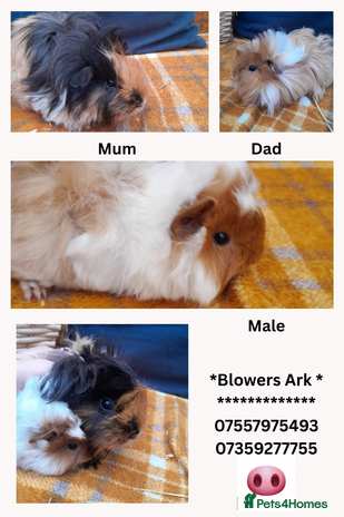 Guinea Pig rodents - Advert 8