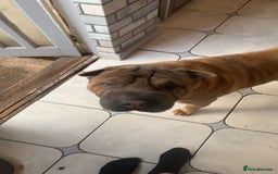 Shar Pei dogs for sale: Shar pei dog for sale (will except offers to £150) - Image 5