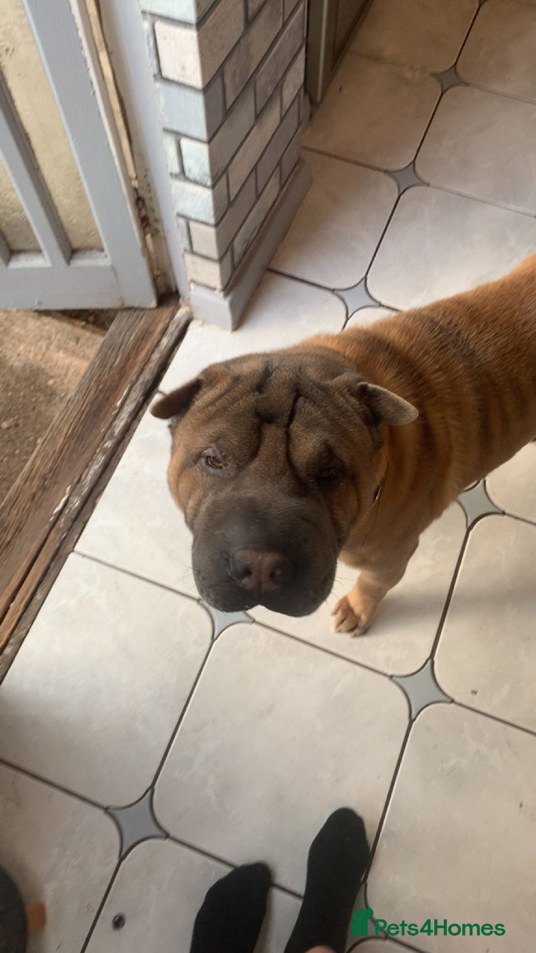 Shar Pei dogs for sale: Shar pei dog for sale (will except offers to £150) - Image 5