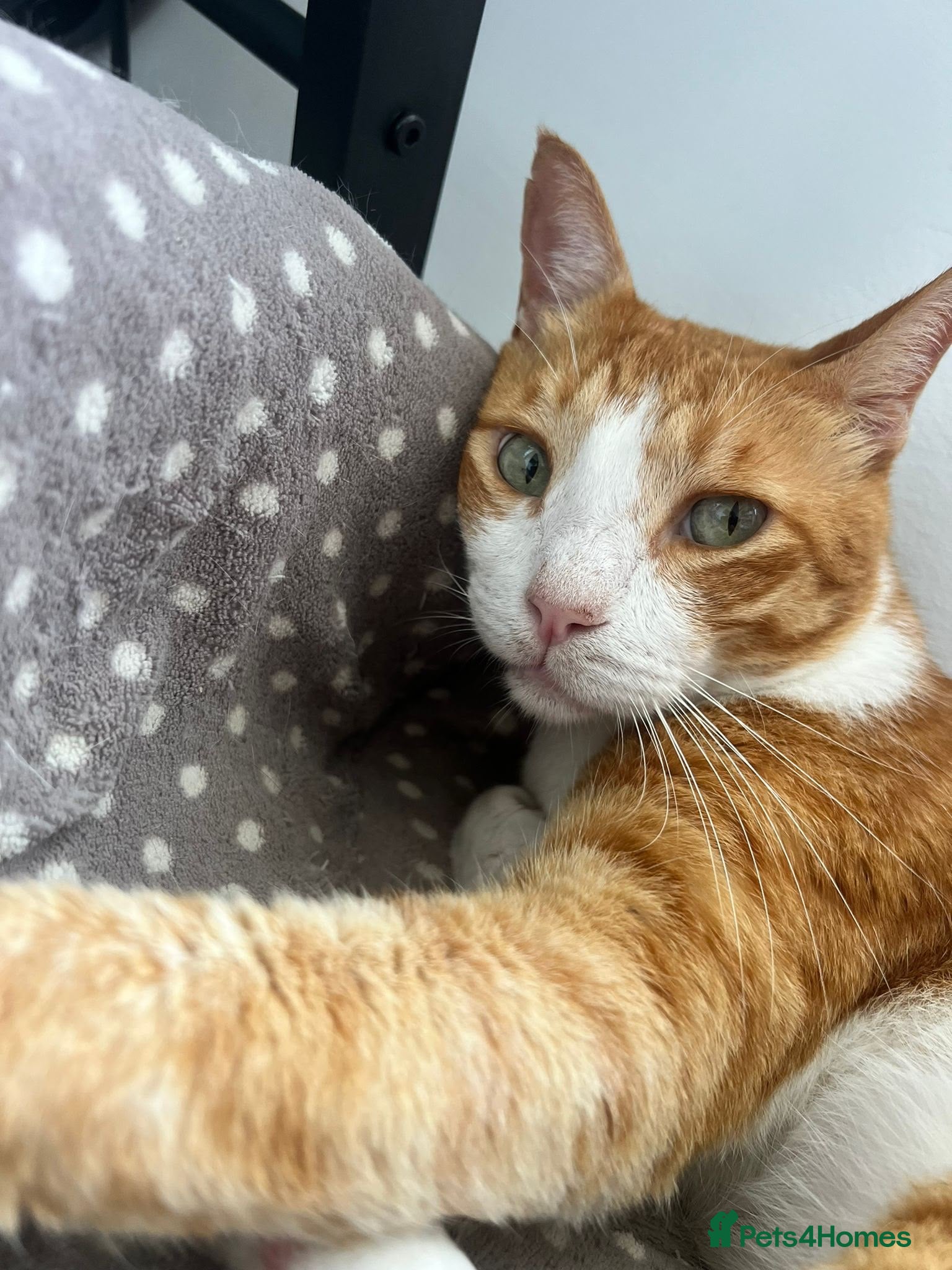 Mixed Breed cats Extremely Affectionate Indoor Rescue Louie - Advert 1