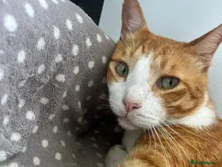 Mixed Breed cats Extremely Affectionate Indoor Rescue Louie - Advert 1