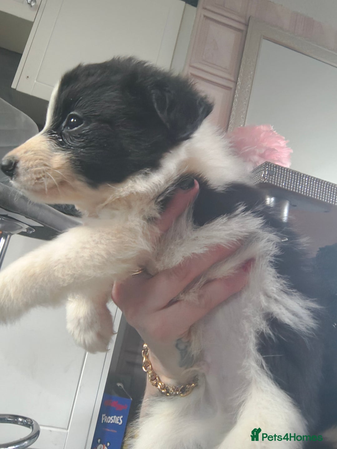 Border Collie dogs for sale: Border collie pups  - Advert 5