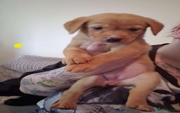 Mixed Breed dogs for sale: 4x Lab×Collie puppys - Image 13