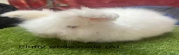 Angora rabbits for sale: Teddy Widder / Dwerg Rabbits For Sale - Advert 4