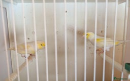 Canaries birds for sale: Cock canaries  - Image 2