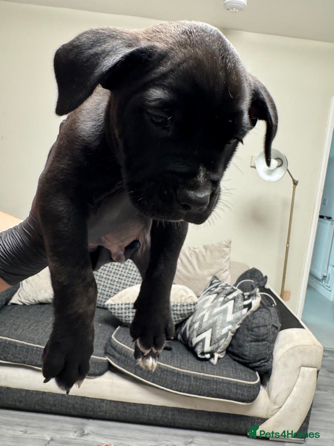 Mixed Breed dogs for sale: 7 beautiful puppies for sale - Image 8