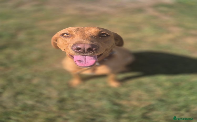 Labrador Retriever dogs - Advert 15