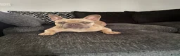 French Bulldog dogs for sale: A beautiful French bulldog for sale in Newark - Advert 5