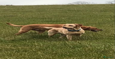 Labrador Retriever dogs Adorable Yellow and Fox Red Labrador Retrievers - Advert 1