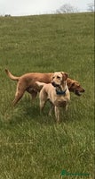Labrador Retriever dogs Adorable Yellow and Fox Red Labrador Retrievers - Advert 1