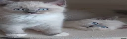 Ragdoll cats for sale: 3 beautiful blue mitted ragdoll BSH kittens  - Advert 2