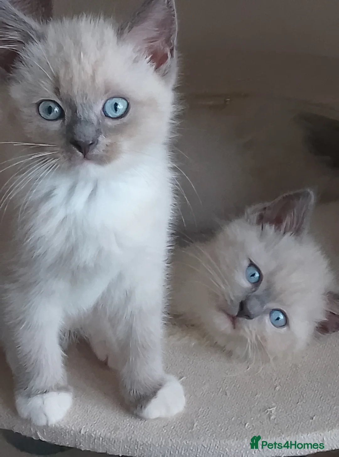 Ragdoll cats for sale: 3 beautiful blue mitted ragdoll BSH kittens  - Advert 2