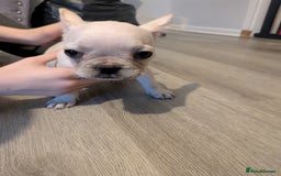 French Bulldog dogs for sale: French bulldog puppy's  - Image 6