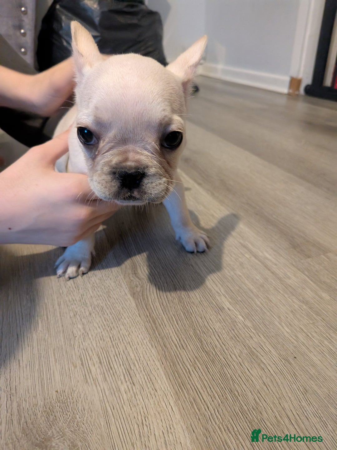 French Bulldog dogs for sale: French bulldog puppy's  - Image 6