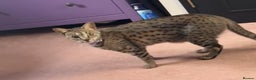 Savannah cats for sale: F3 Savannah Female  - Advert 8