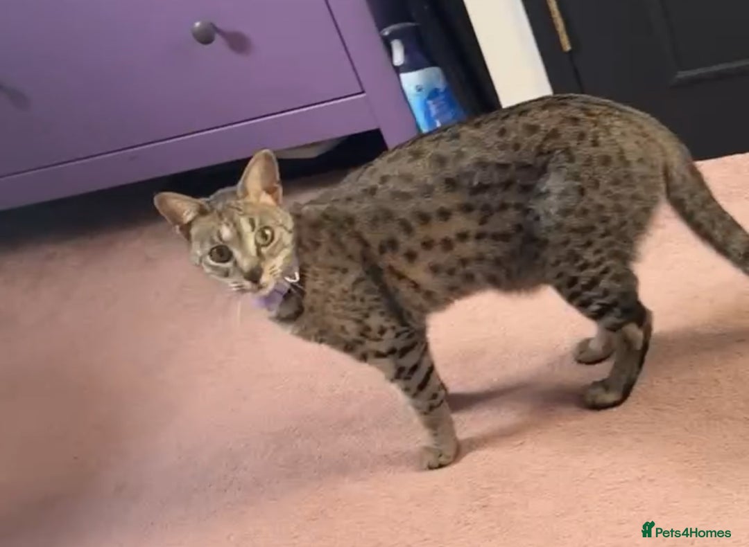 Savannah cats for sale: F3 Savannah Female  - Advert 8