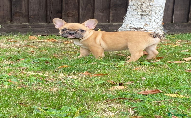 French Bulldog dogs - Advert 12
