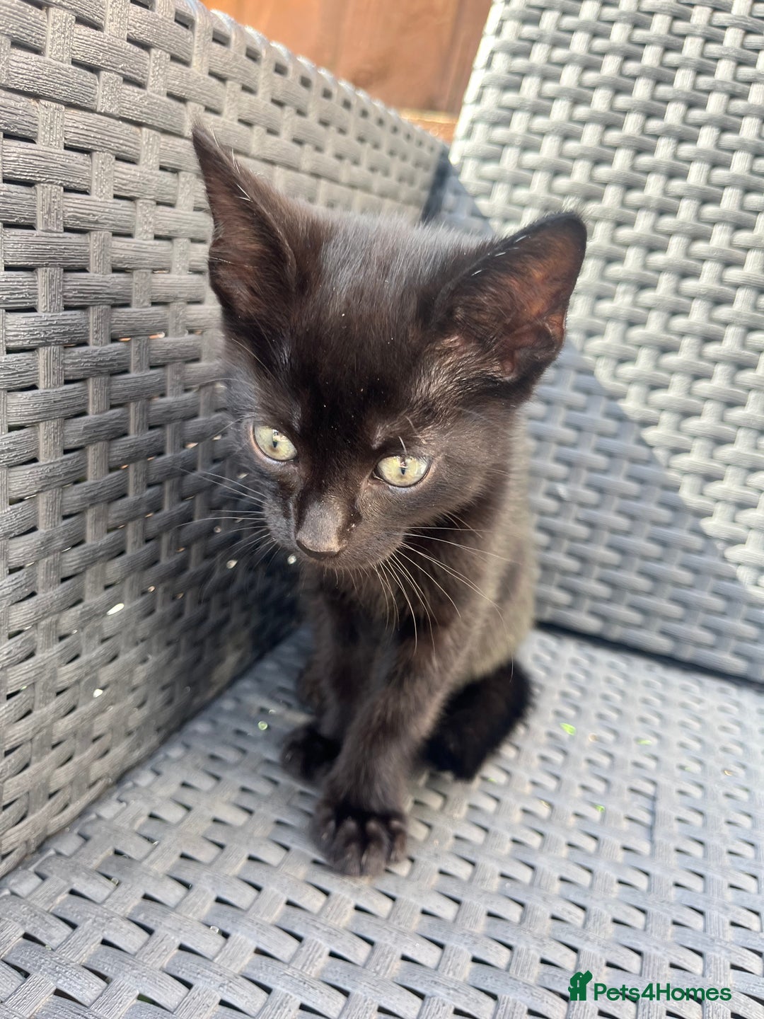 British Shorthair cats for sale: Fully black male kitten green eyes  - Image 7