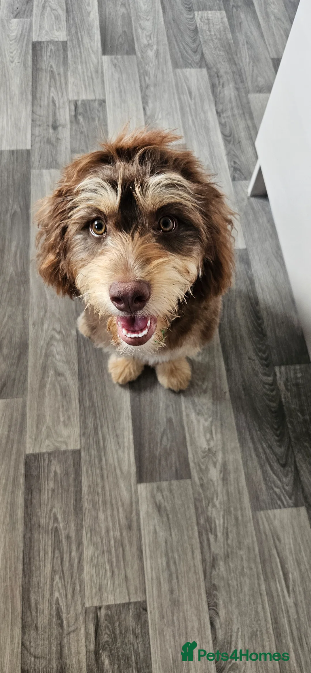 Sproodle dogs for sale: F1 Sproodle 1 Year Old  - Advert 2