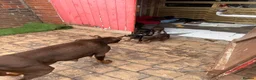 Dobermann dogs for sale: Quality Doberman Pups–Raised in a Busy Family Home - Advert 8