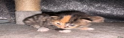 Mixed Breed cats for sale: 5 beautiful babies! - Advert 4