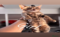 Bengal cats for sale: Bengals  - Image 5