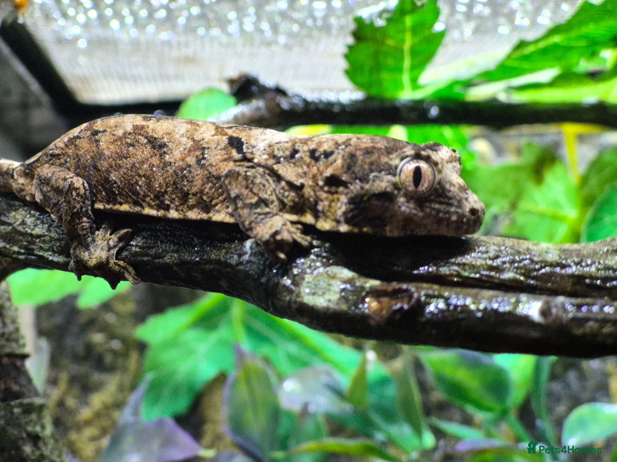 Gecko reptiles Crested & leopard gecko babies - Advert 2