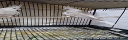 Cockatiels birds for sale: 11 weeks old hand reared cockatiels  - Advert 9